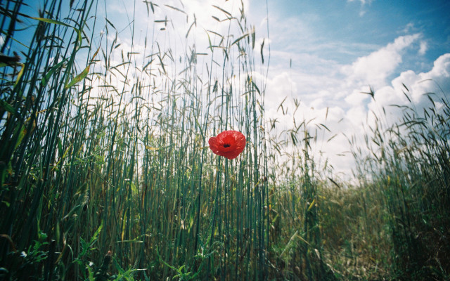Red poppy field blue sky free wallpaper for desktop - medium preview image