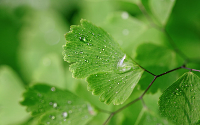 Green leaf water drops bokeh #6 free wallpaper for desktop - medium preview image