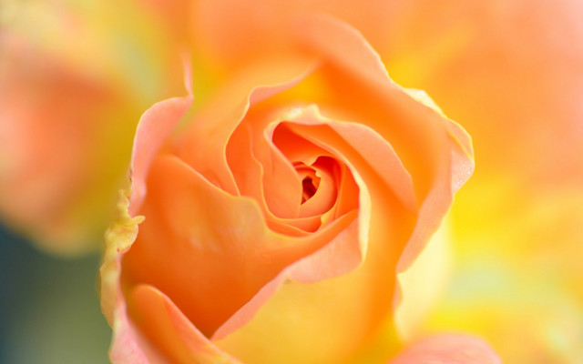 Yellow rose macro fire orange free wallpaper for desktop - medium preview image