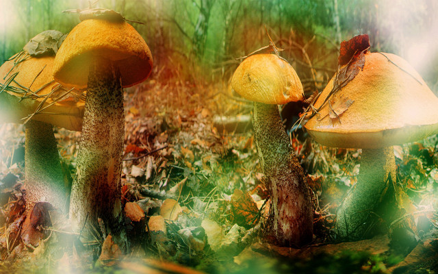 Mushrooms grass blurry leaves fire free wallpaper for desktop - medium preview image