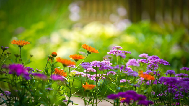 Garden purple orange flowers wooden free wallpaper for desktop - medium preview image