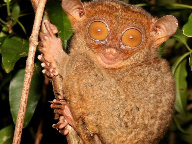 Small brown animal big eyes #3 free wallpaper for desktop - medium preview image