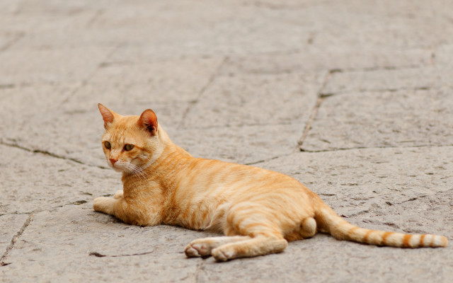 Cat sad look distance neoplasticism free wallpaper for desktop - medium preview image