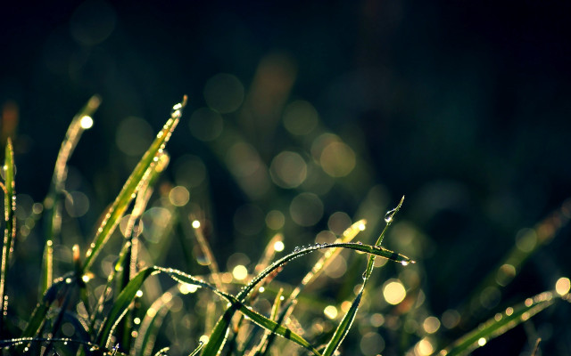 Grass dew closeup bokeh christmas free wallpaper for desktop - medium preview image
