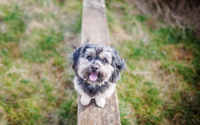 Dog standing wooden post grass free wallpaper for desktop - medium preview image