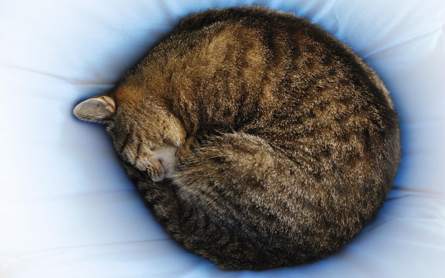 Cat curled pillow bed golden free wallpaper for desktop - medium preview image