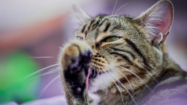 Cat paw open mouth green free wallpaper for desktop - medium preview image