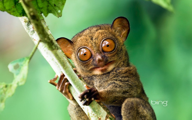 Small animal big eyes branch free wallpaper for desktop - medium preview image
