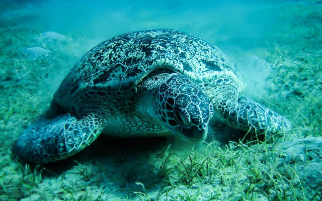 Turtle underwater glowing bubble coral free wallpaper for desktop - medium preview image