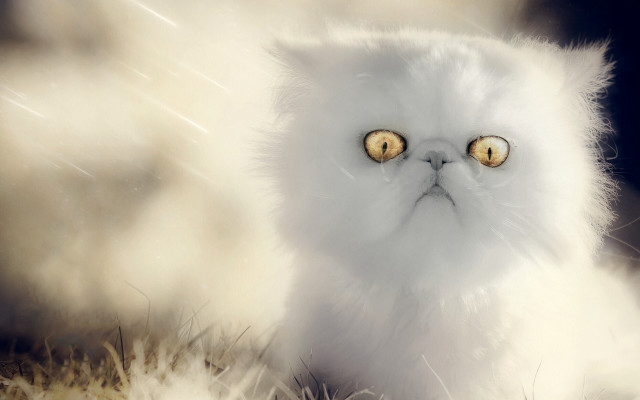 White cat yellow eyes snow free wallpaper for desktop - medium preview image