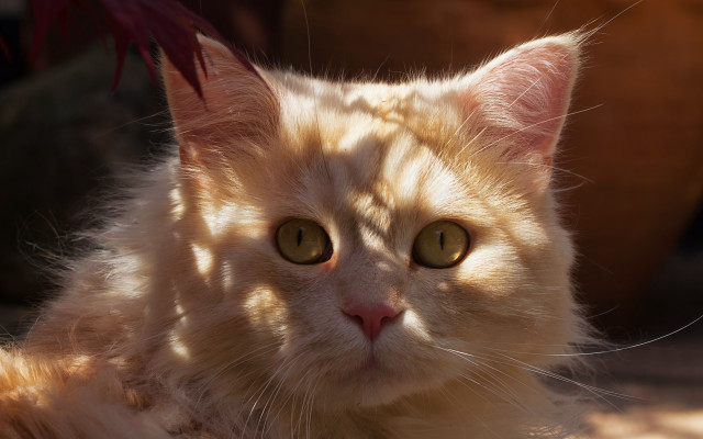 Cat green eyes laying plant free wallpaper for desktop - medium preview image