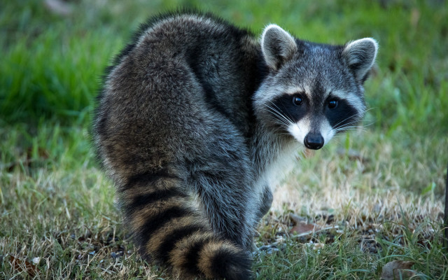 Raccoon grass day blurry nature free wallpaper for desktop - medium preview image