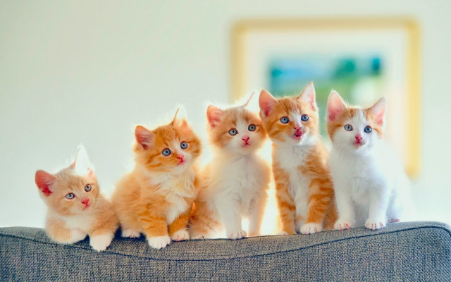 Kittens couch mirror rococo cute free wallpaper for desktop - medium preview image