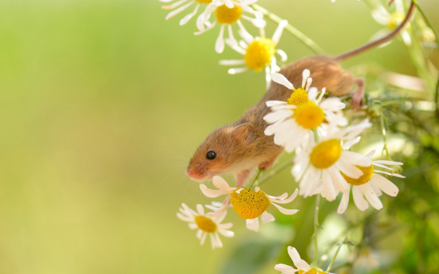 Daisy mouse flower field macro free wallpaper for desktop - medium preview image