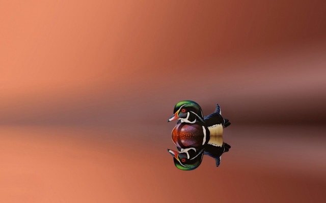 Turtle red brown symmetry airbrush free wallpaper for desktop - medium preview image