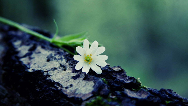 Small white flower tree trunk free wallpaper for desktop - medium preview image