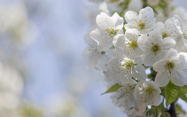 White flower closeup leaves buds free wallpaper for desktop - medium preview image