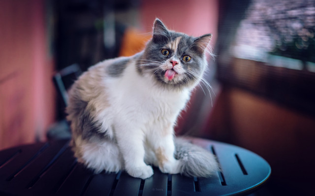 Cat tongue window blurry depth free wallpaper for desktop - medium preview image
