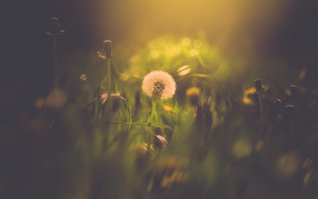 Dandelion grass sunshine nature scenery free wallpaper for desktop - medium preview image