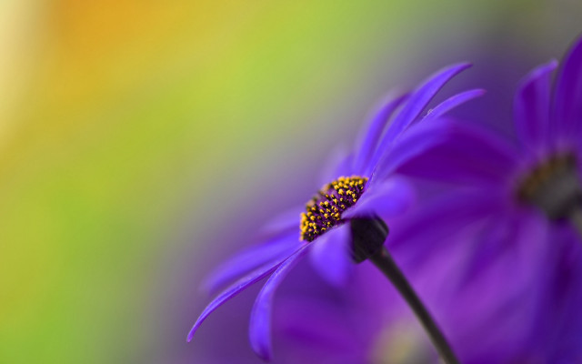 Purple flower macro closeup blurry free wallpaper for desktop - medium preview image