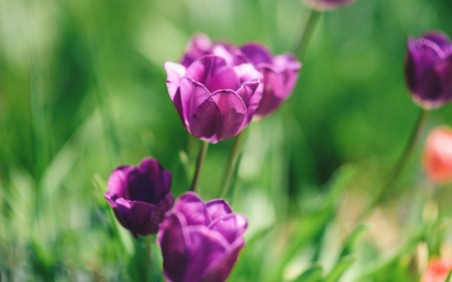 Purple flower garden bokeh blurry free wallpaper for desktop - medium preview image