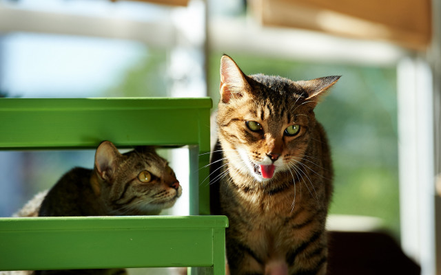 Cat posing green chair mirror free wallpaper for desktop - medium preview image
