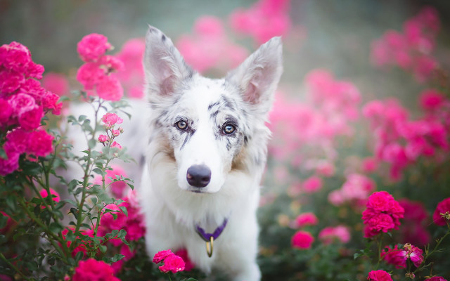 Dog flower field purple collar free wallpaper for desktop - medium preview image