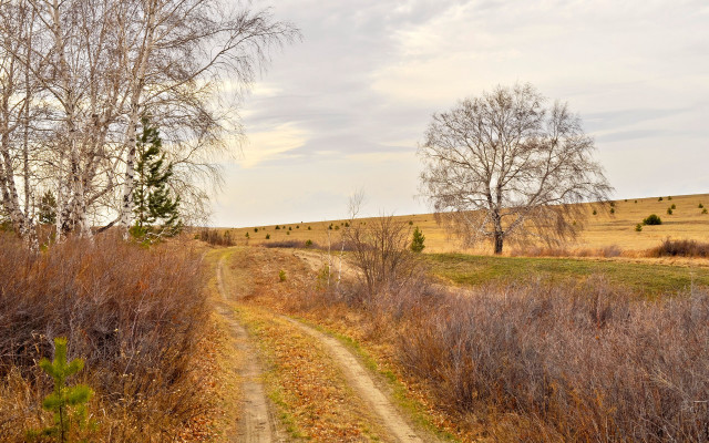 Dirt road field trees grass #3 free wallpaper for desktop - medium preview image