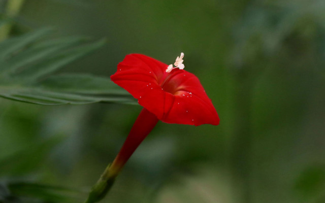 Red flower green background white free wallpaper for desktop - medium preview image