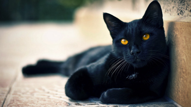 Black cat yellow eyes gothic #8 free wallpaper for desktop - medium preview image