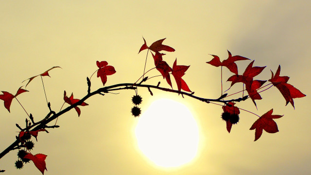 Branch red leaves sun clouds free wallpaper for desktop - medium preview image
