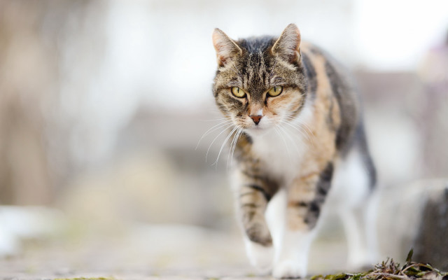 Cat walking sidewalk daylight blurry free wallpaper for desktop - medium preview image