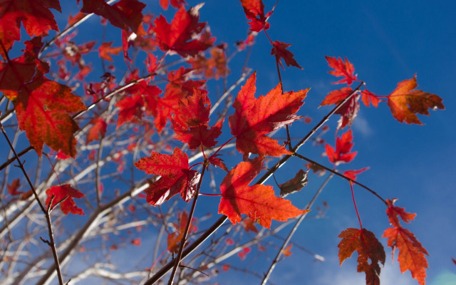 Red leaves blue sky autumn free wallpaper for desktop - medium preview image