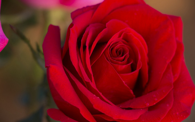 Red rose water droplets macro #20 free wallpaper for desktop - medium preview image