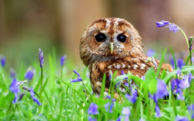 Small owl grass blue flowers #2 free wallpaper for desktop - medium preview image