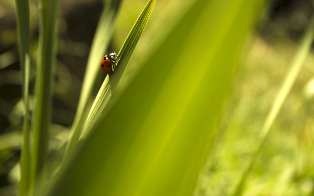 Ladybug green leafy plant sunlight free wallpaper for desktop - medium preview image