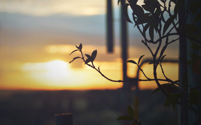 Silhouetted branch leaves sunset windchimes free wallpaper for desktop - medium preview image