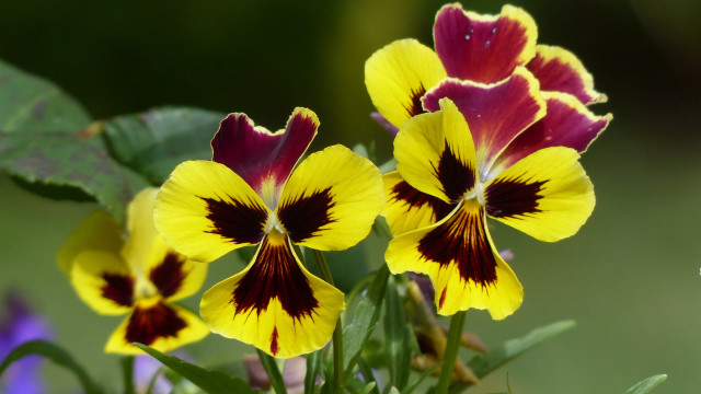 Flowers in grass with butterfly free wallpaper for desktop - medium preview image