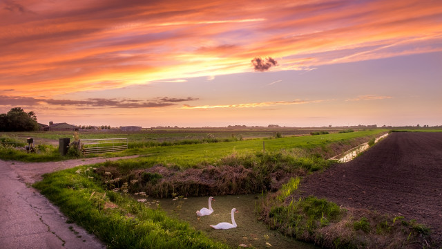 Swans field sunset pink sky free wallpaper for desktop - medium preview image