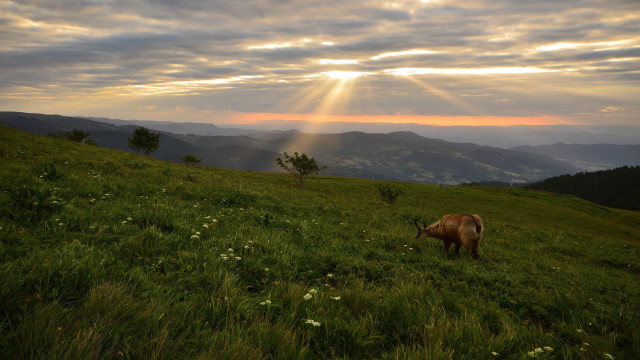 Cow grazing hillside cloudy sky free wallpaper for desktop - medium preview image