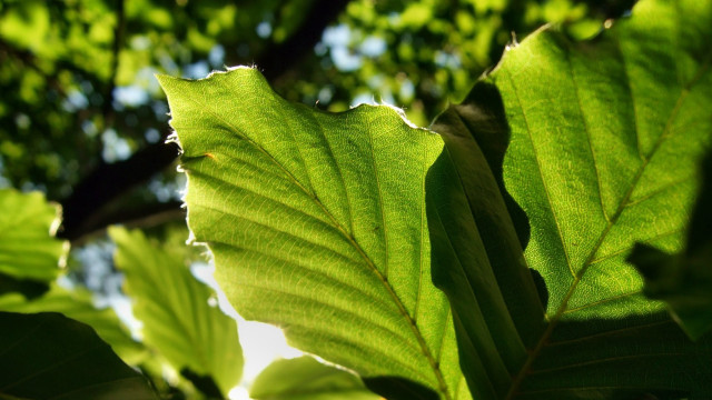 Leaf sunlight blurred background dutch free wallpaper for desktop - medium preview image