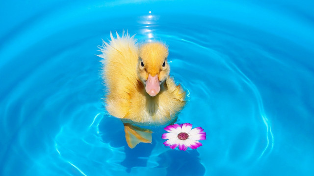 Duckling flower pool waterdrop blue free wallpaper for desktop - medium preview image