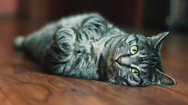 Cat laying upwideeyes blurry depthoffield free wallpaper for desktop - medium preview image