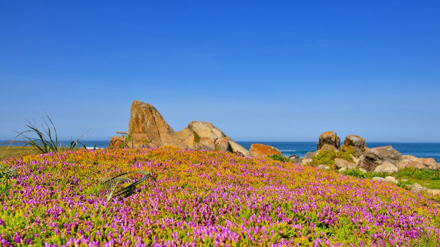 Flower field blue sky clouds free wallpaper for desktop - medium preview image