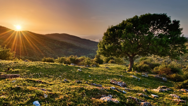 Tree hill sunset rocks landscape free wallpaper for desktop - medium preview image