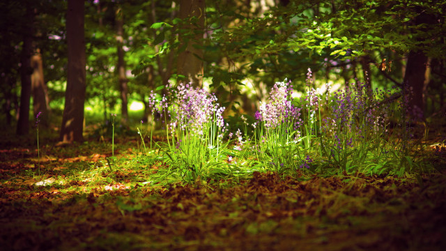 Purple flower forest garden nature free wallpaper for desktop - medium preview image