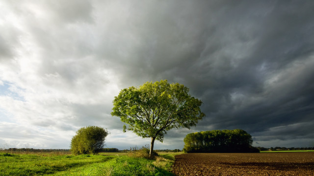 Tree field cloudy sky path free wallpaper for desktop - medium preview image