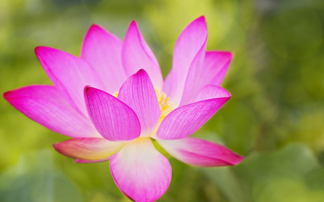 Pink flower green background blurry #6 free wallpaper for desktop - medium preview image