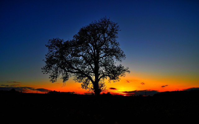Silhouetted tree sunset clouds blue free wallpaper for desktop - medium preview image
