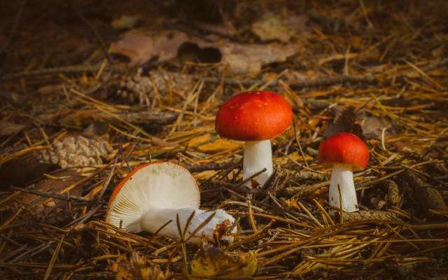 Three mushrooms woods candy apple free wallpaper for desktop - medium preview image